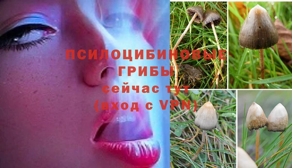 прущие грибы Алексеевка